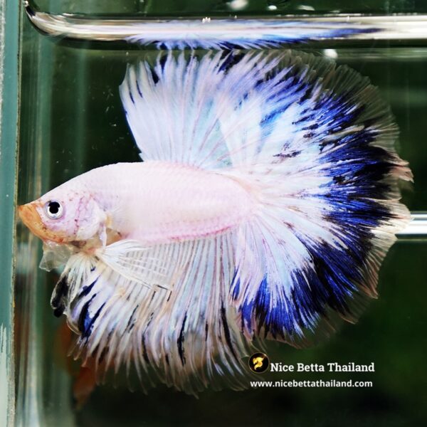 Betta Fish Blue Ring Dragon Sky Hawk OHM - Image 3