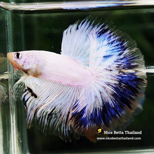Betta Fish Blue Ring Dragon Sky Hawk OHM - Image 5