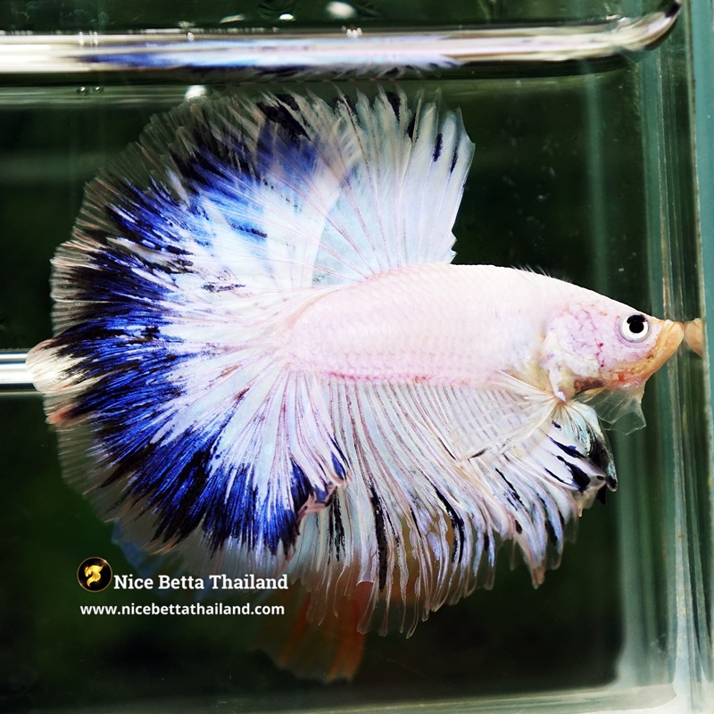 Betta Fish Blue Ring Dragon Sky Hawk OHM