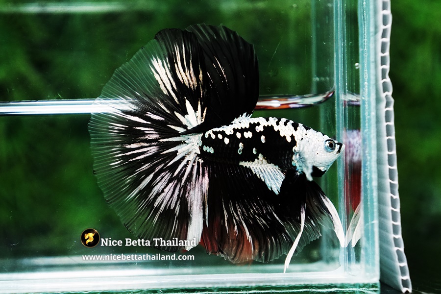 Perfect Rare Betta Fish