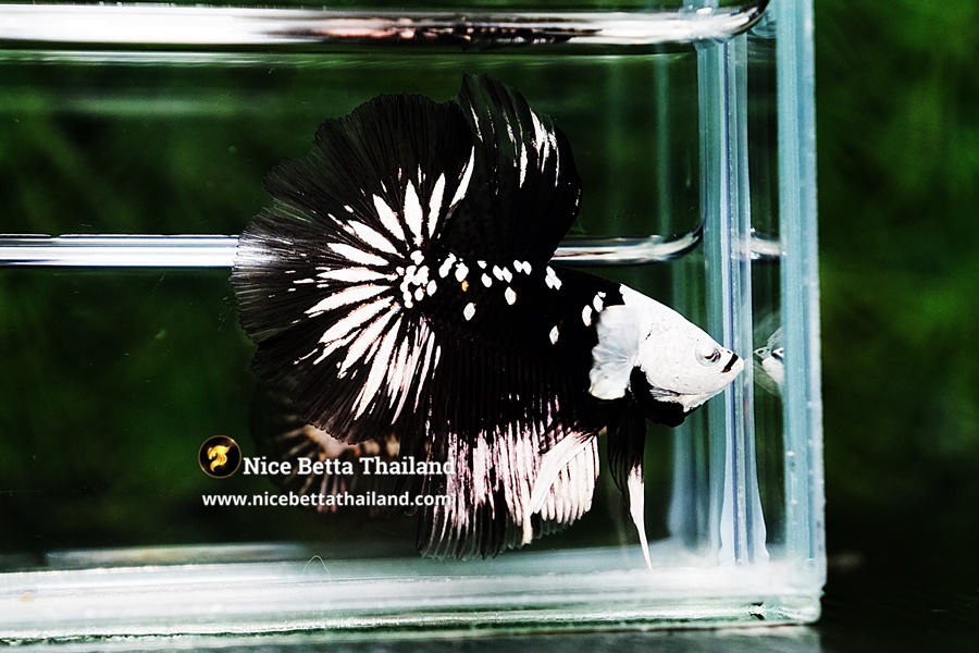 Rare Betta Fish For Sale