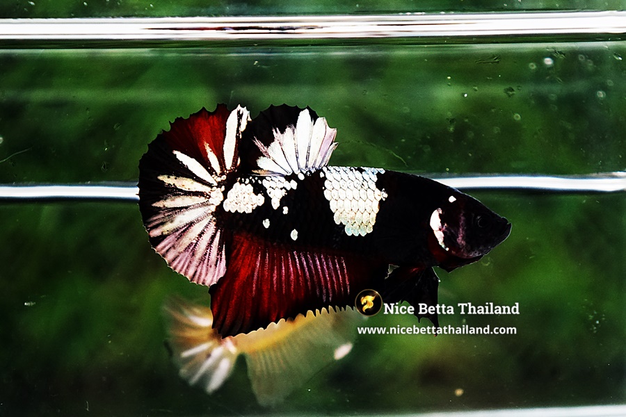 Ultra Rare Betta Fish For Sale