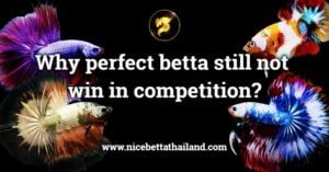 Why perfect betta still not win in competition