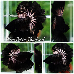 Betta Fish King Black Orchid Hawk OHM