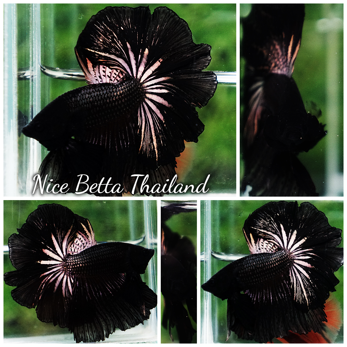 Betta Fish King Black Orchid Hawk OHM