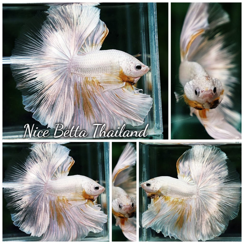 Betta Fish King Of The White Dragon Sparks OHM (Very Large