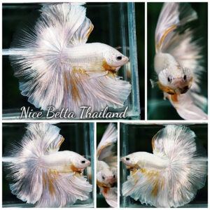 Betta Fish King Of The White Dragon Sparks OHM (Very Large)