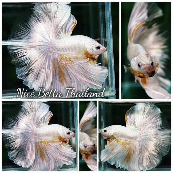 Betta Fish King Of The White Dragon Sparks OHM (Very Large)