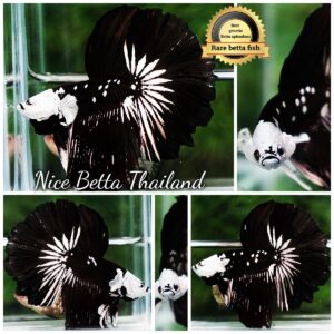 Betta fish Killer Shadow Black Star Full Helmet Samurai (Ultra Rare) HM