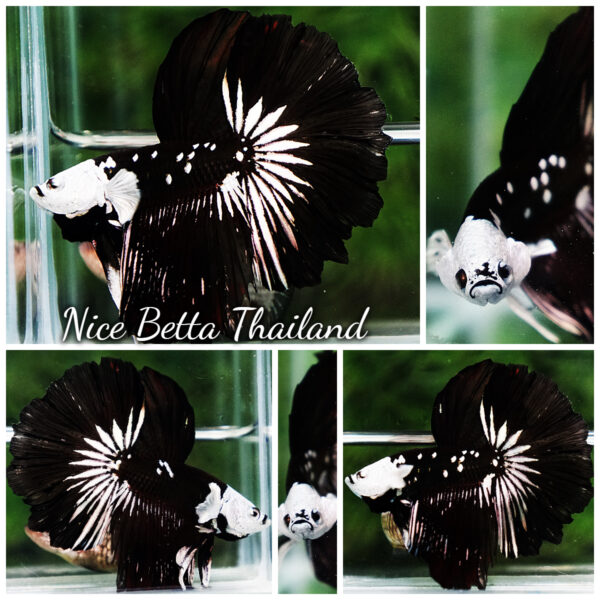 Betta fish Killer Shadow Black Star Full Helmet Samurai (Ultra Rare) HM