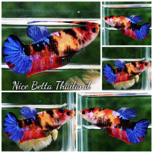 Betta Fish Female Emerald Candy Nemo HMPK