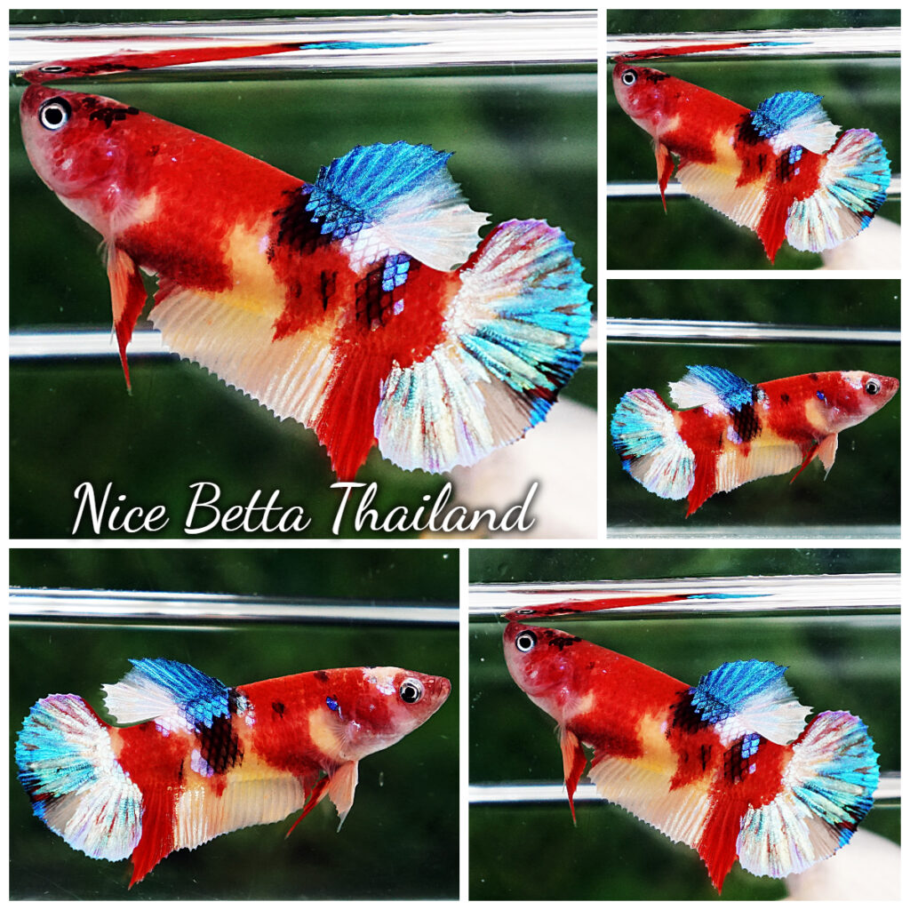 Betta Fish Female Sparkle Koi Star HMPK