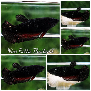 Betta Fish Female Nebular Vampire HMPK