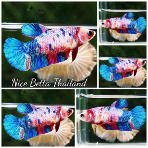 Betta Fish Female Fancy Magical Rainbow HMPK