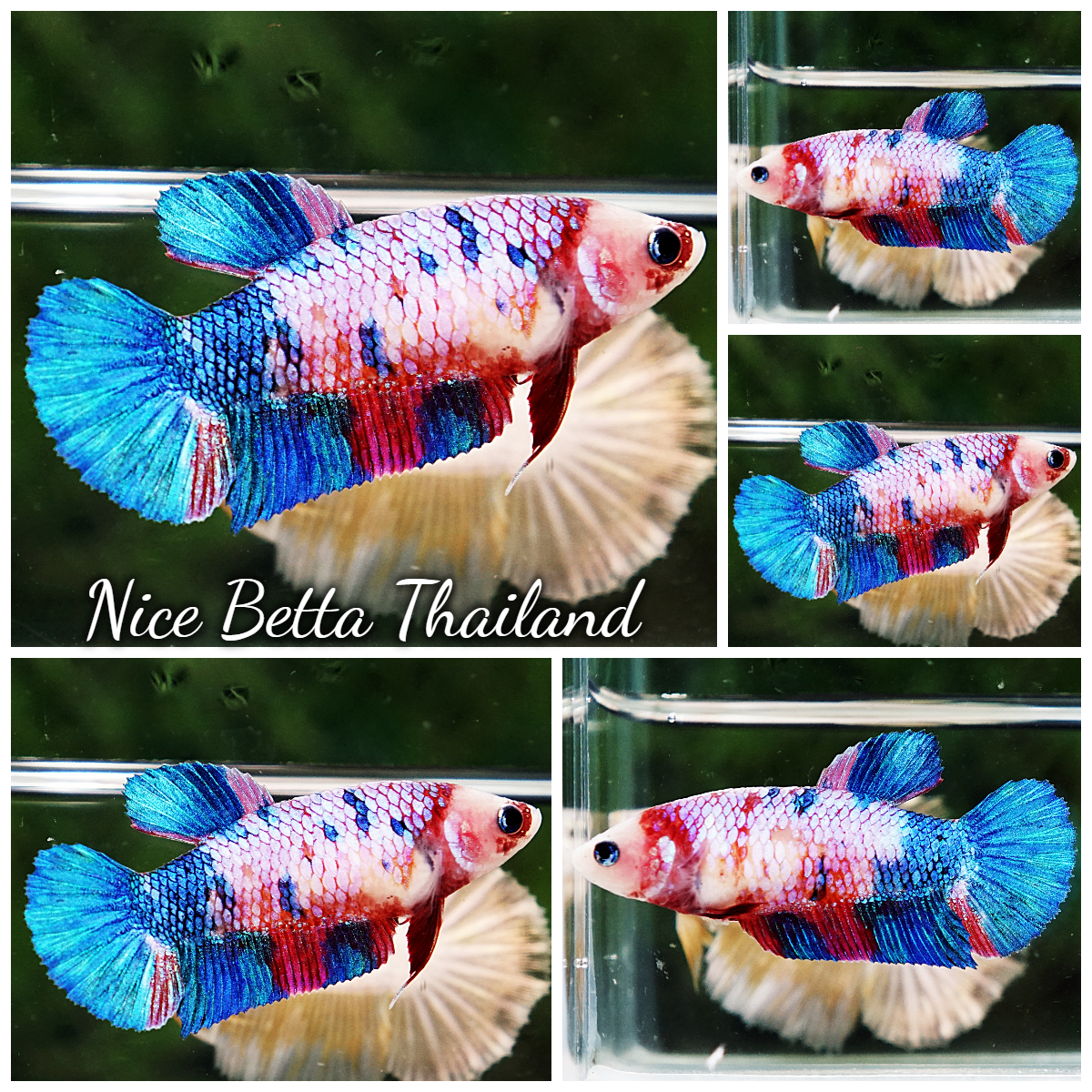 Betta Fish Female Fancy Magical Rainbow HMPK