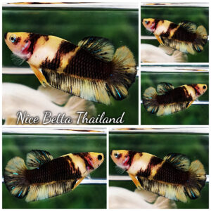 Betta Fish Female Yellow Black Mermaid Koi HMPK