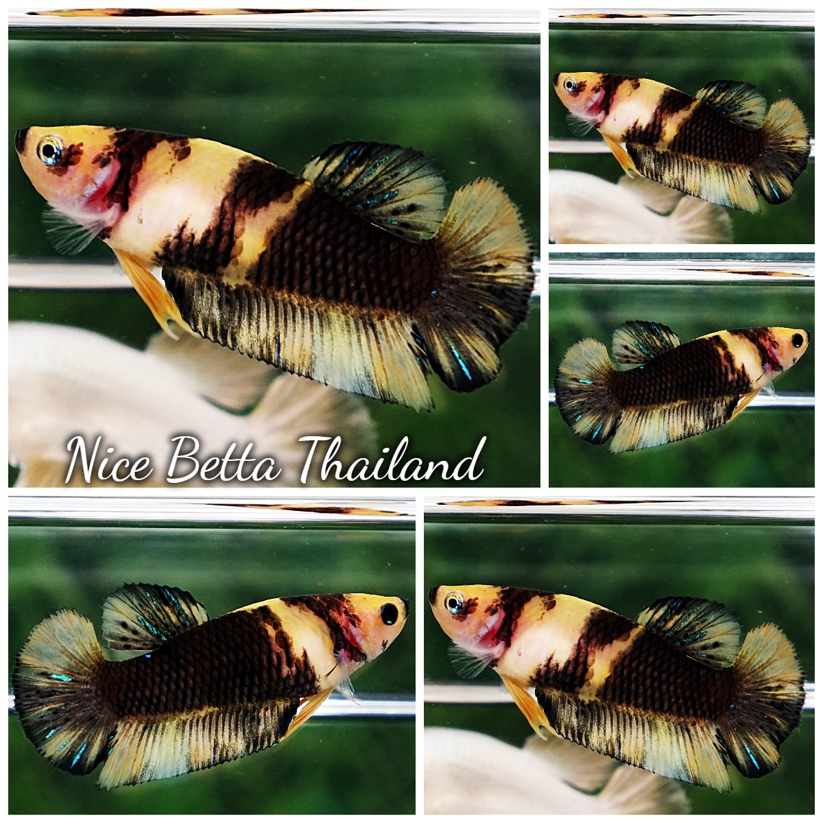Betta Fish Female Yellow Black Mermaid Koi HMPK