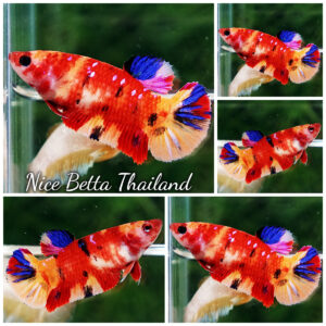 Female Queen Of Candy Nemo Classic HMPK