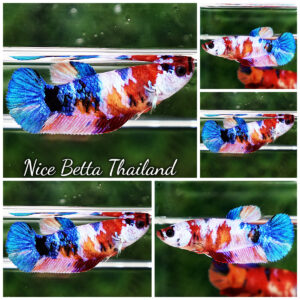 Betta Fish Female Koi Galaxy HMPK