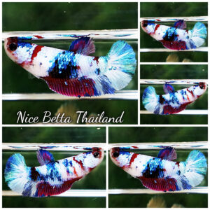 Betta Fish Female Fancy Purple Marble HMPK