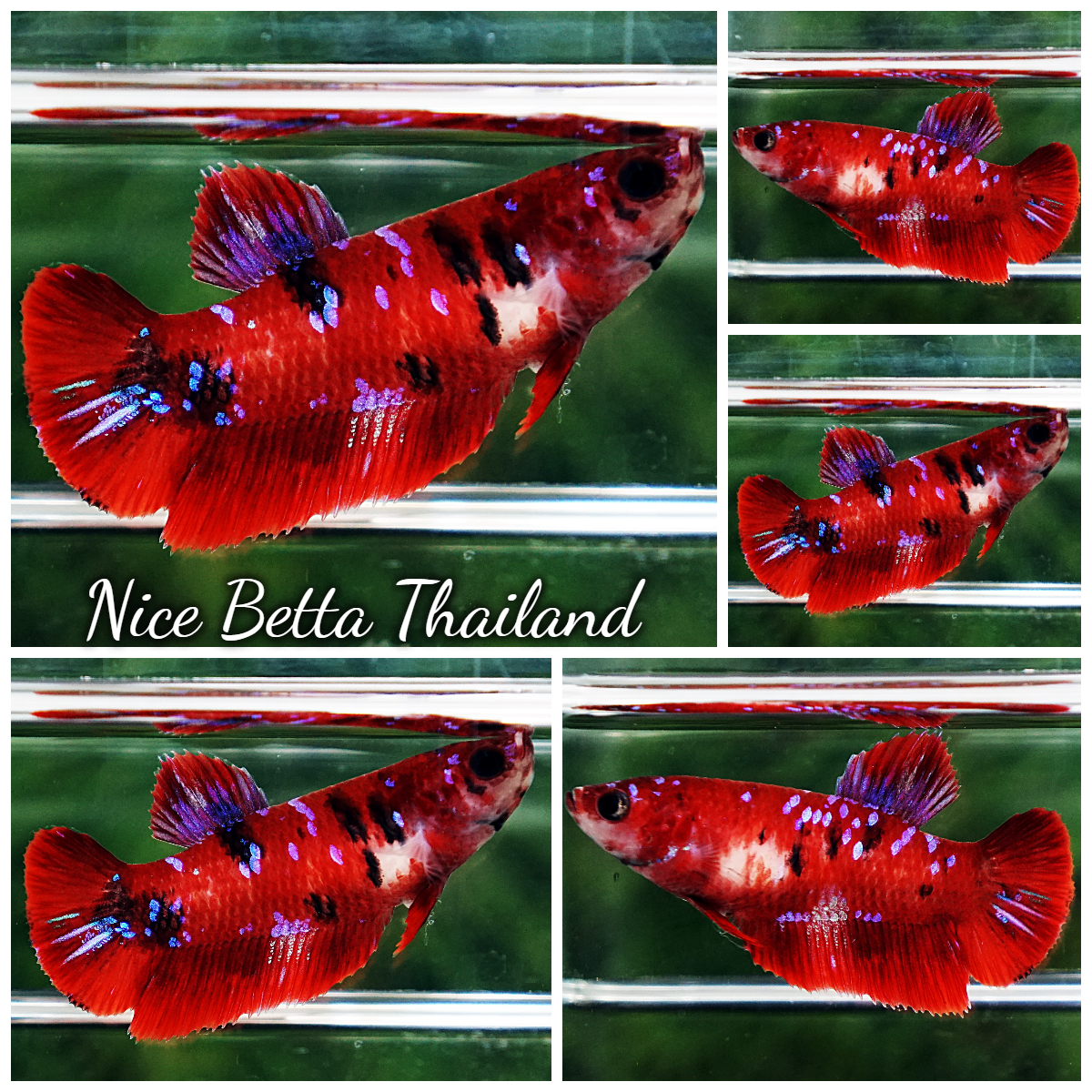 Female Betta Fish Red Tiger Koi Star HMPK