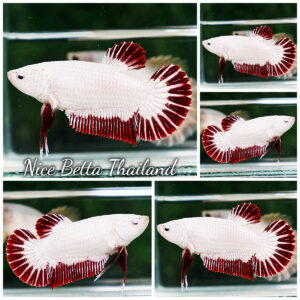 Betta Fish Female Red Dragon HMPK