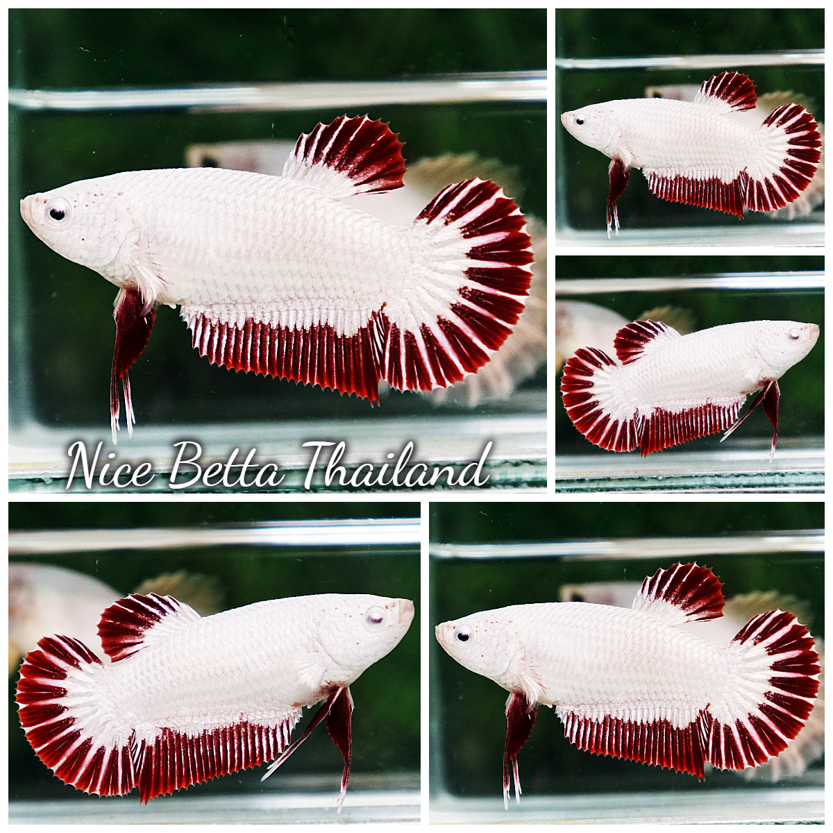 Betta Fish Female Red Dragon HMPK