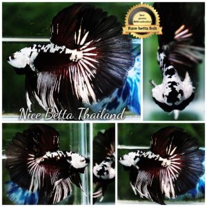 Betta fish Killer Shadow Vampire Samurai Rosetail OHM (Ultra Rare)