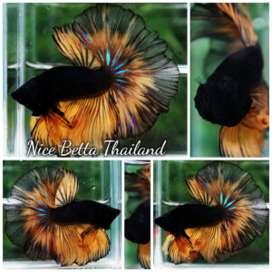 Betta Fish Black Pumpkin Mustard Gas Black Ring Sky Hawk OHM