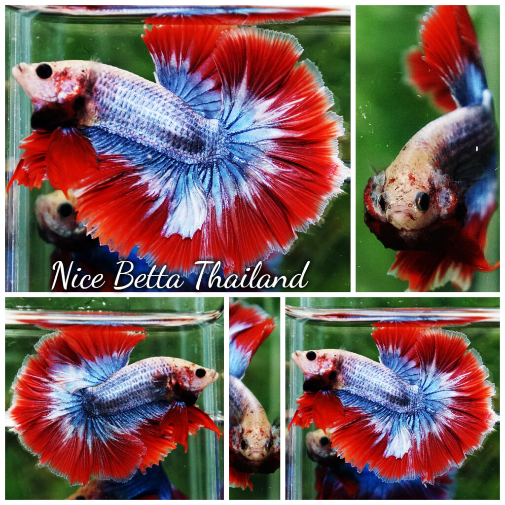 『AMAZING THAI BETTA』 sddefault.jpg