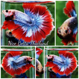 Betta Fish Thailand Flag Sky Hawk OHM