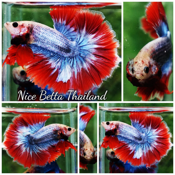 Betta Fish Thailand Flag Sky Hawk OHM