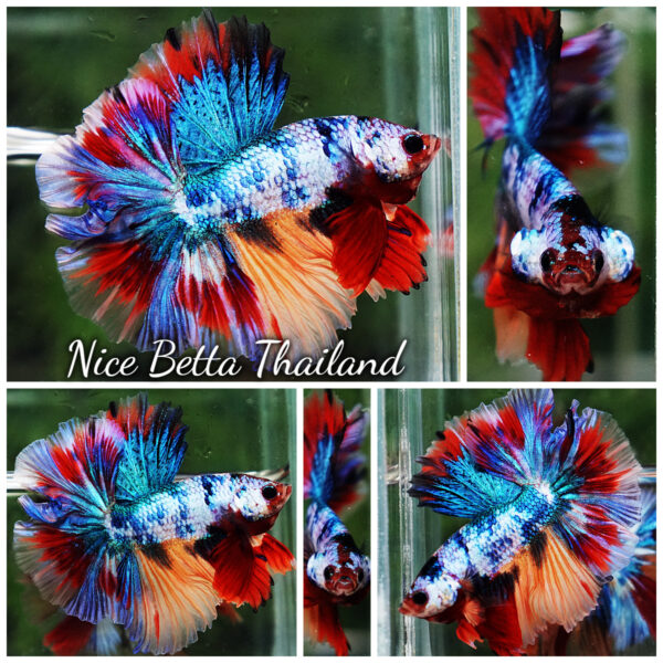 Betta Fish Multicolor Candy Sky Hawk Flower Tail HM