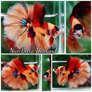 Betta Fish Classic Candy Nemo Rosetail HM