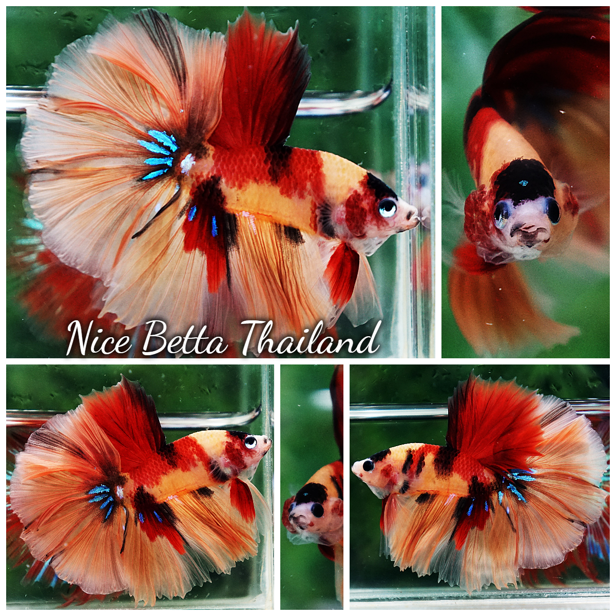 Betta Fish Classic Candy Nemo Rosetail HM
