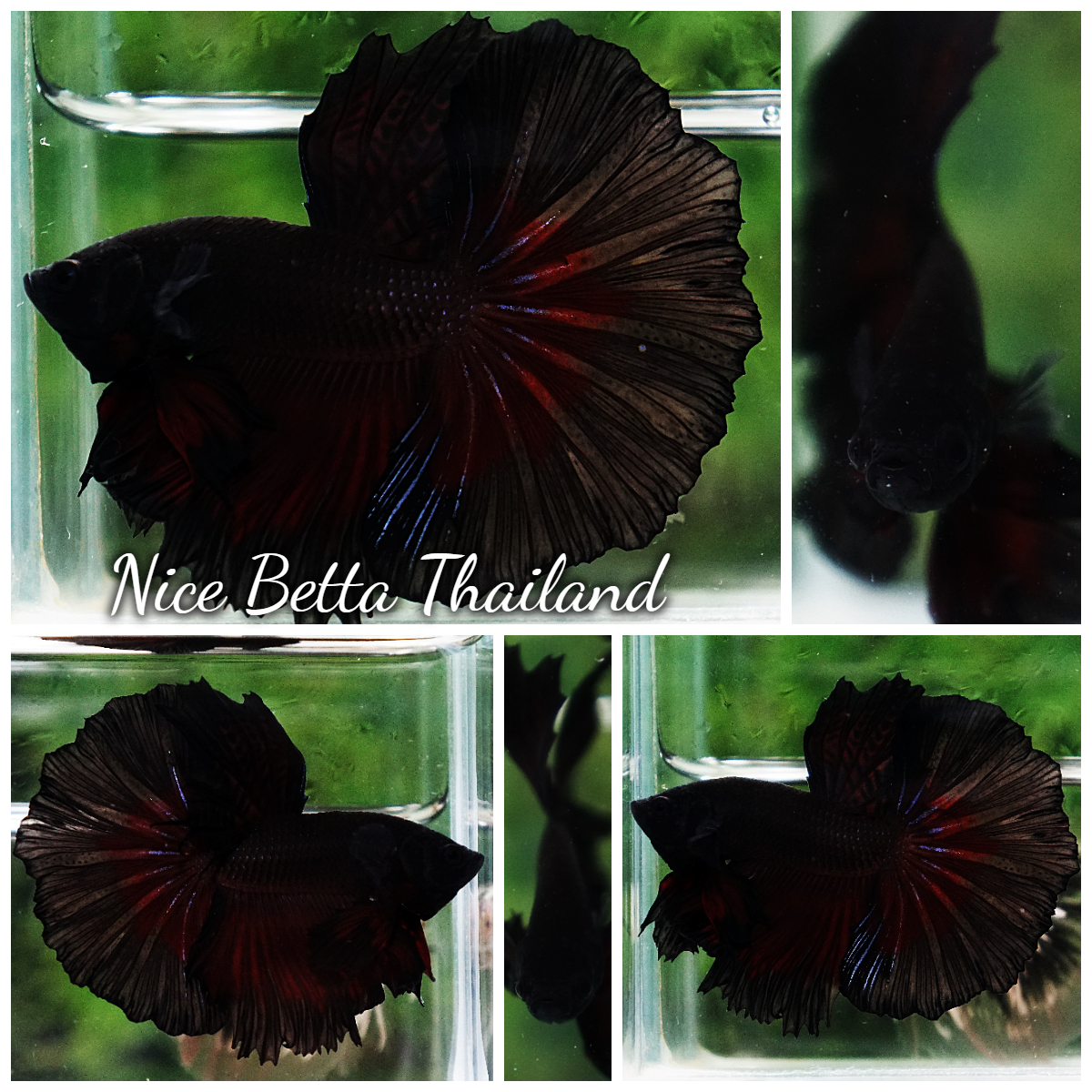 Betta Fish Vamprie Black Hole OHM