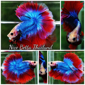 Betta Fish Pink Blue Mascot OHM