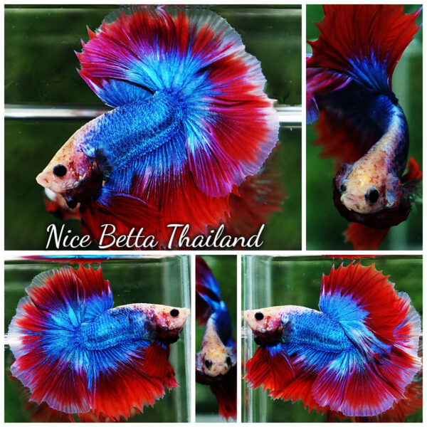 Betta Fish Pink Blue Mascot OHM