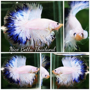 Betta Fish Blue Ring Dragon Sky Hawk OHM