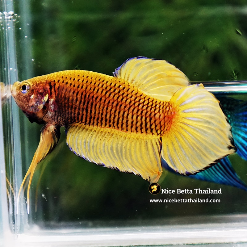Wild Betta Fish Yellow Benjarong Spade tail