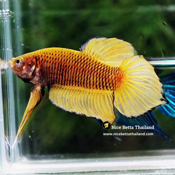 Wild Betta Fish Yellow Benjarong Spade tail - Image 6