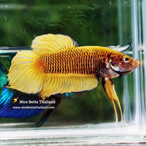 Wild Betta Fish Yellow Benjarong Spade tail - Image 3