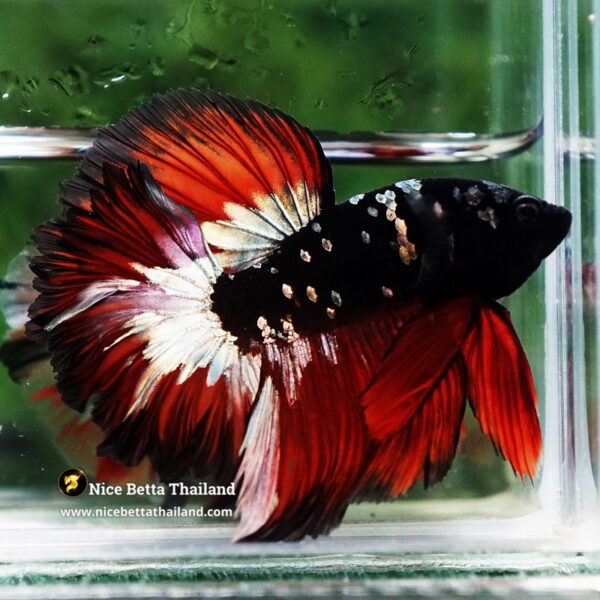 Betta Fish Vampire Copper Avatar Galaxy Rosetail HM - Image 4