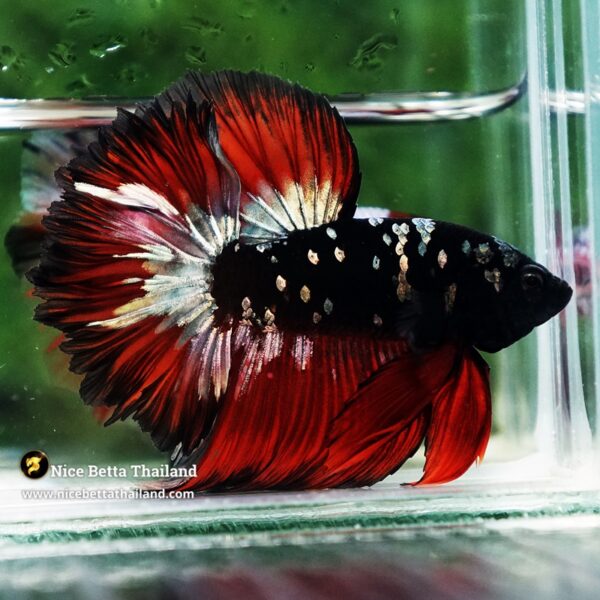 Betta Fish Vampire Copper Avatar Galaxy Rosetail HM - Image 2