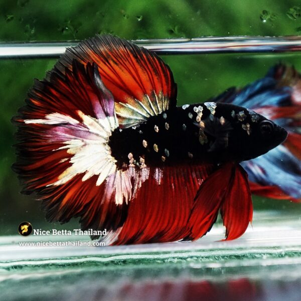 Betta Fish Vampire Copper Avatar Galaxy Rosetail HM - Image 5