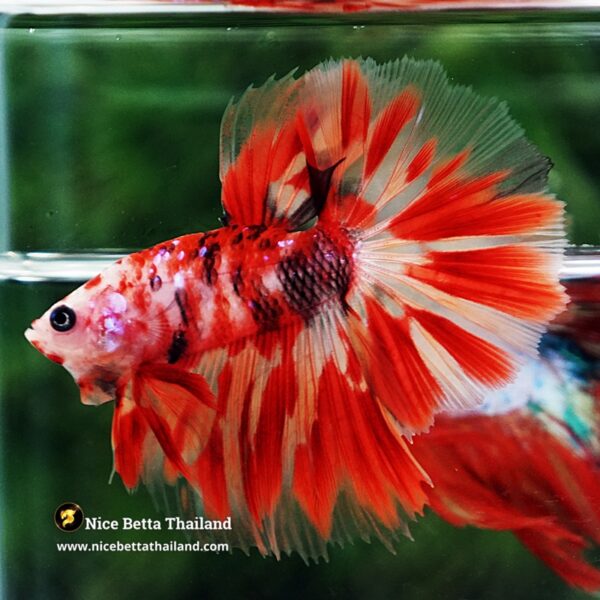 Betta Fish Phloeng Bua Koi HM (Comp Grade) - Image 4