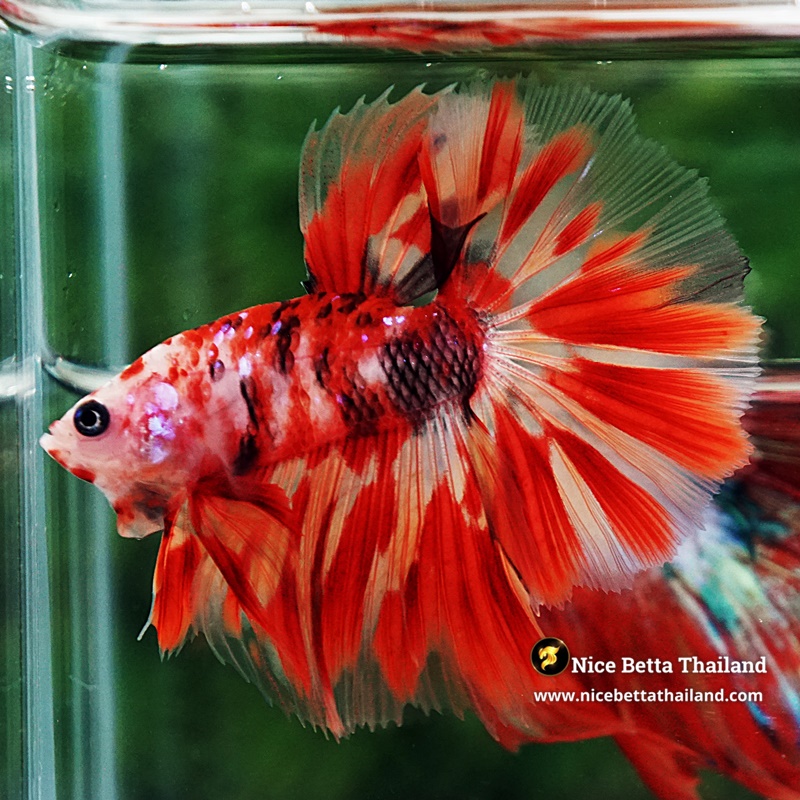 Betta Fish Phloeng Bua Koi HM (Comp Grade)