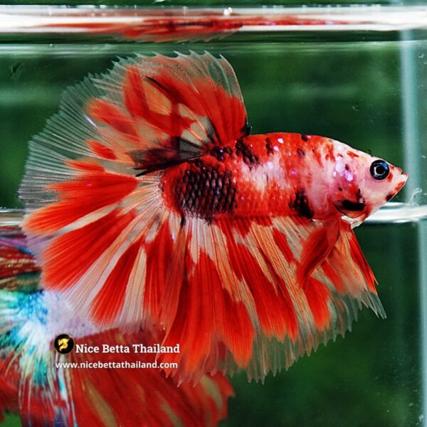 Betta Fish Phloeng Bua Koi HM (Comp Grade) - Image 7