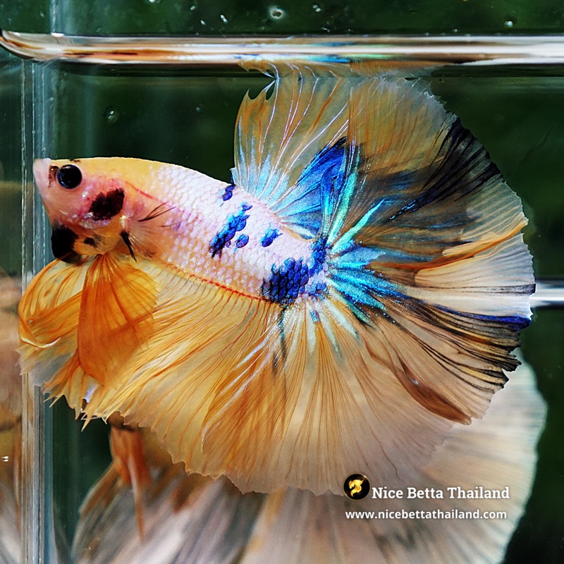 Betta Fish Fancy Sunset Pearl OHM