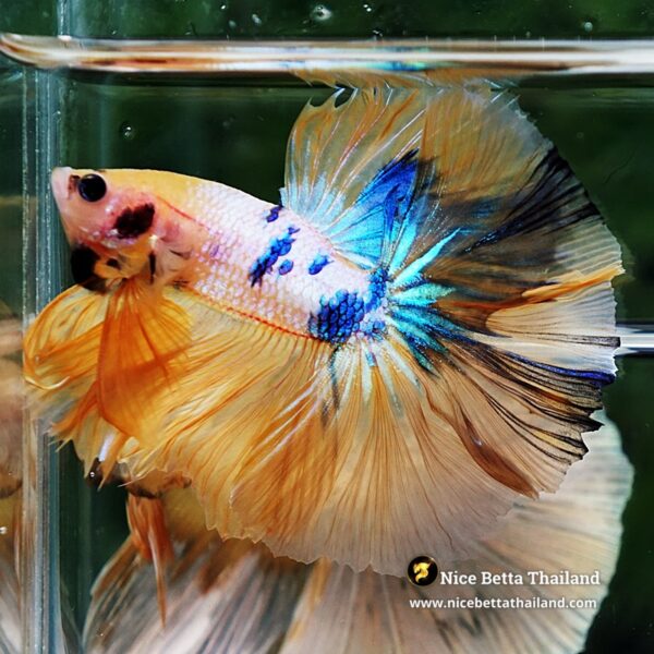Betta Fish Fancy Sunset Pearl OHM - Image 4